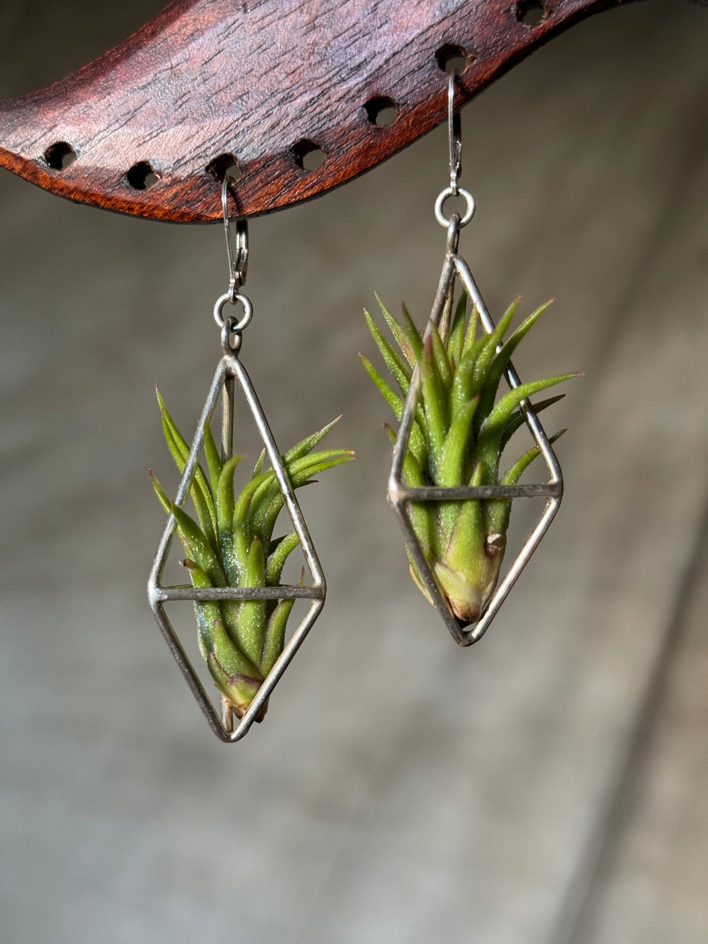 Sterling Silver Long Tetrahedron Air Plant Earrings ~ Minimalist Geometric Earrings