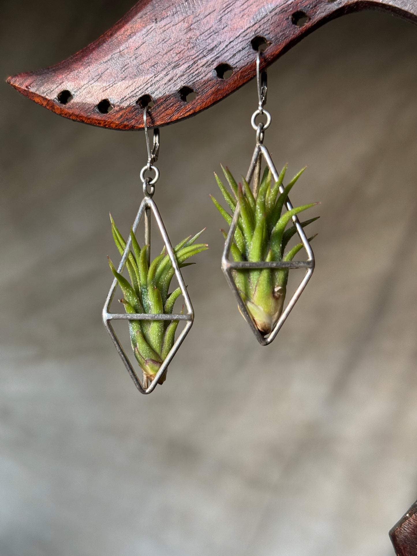 Sterling Silver Long Tetrahedron Air Plant Earrings ~ Minimalist Geometric Earrings