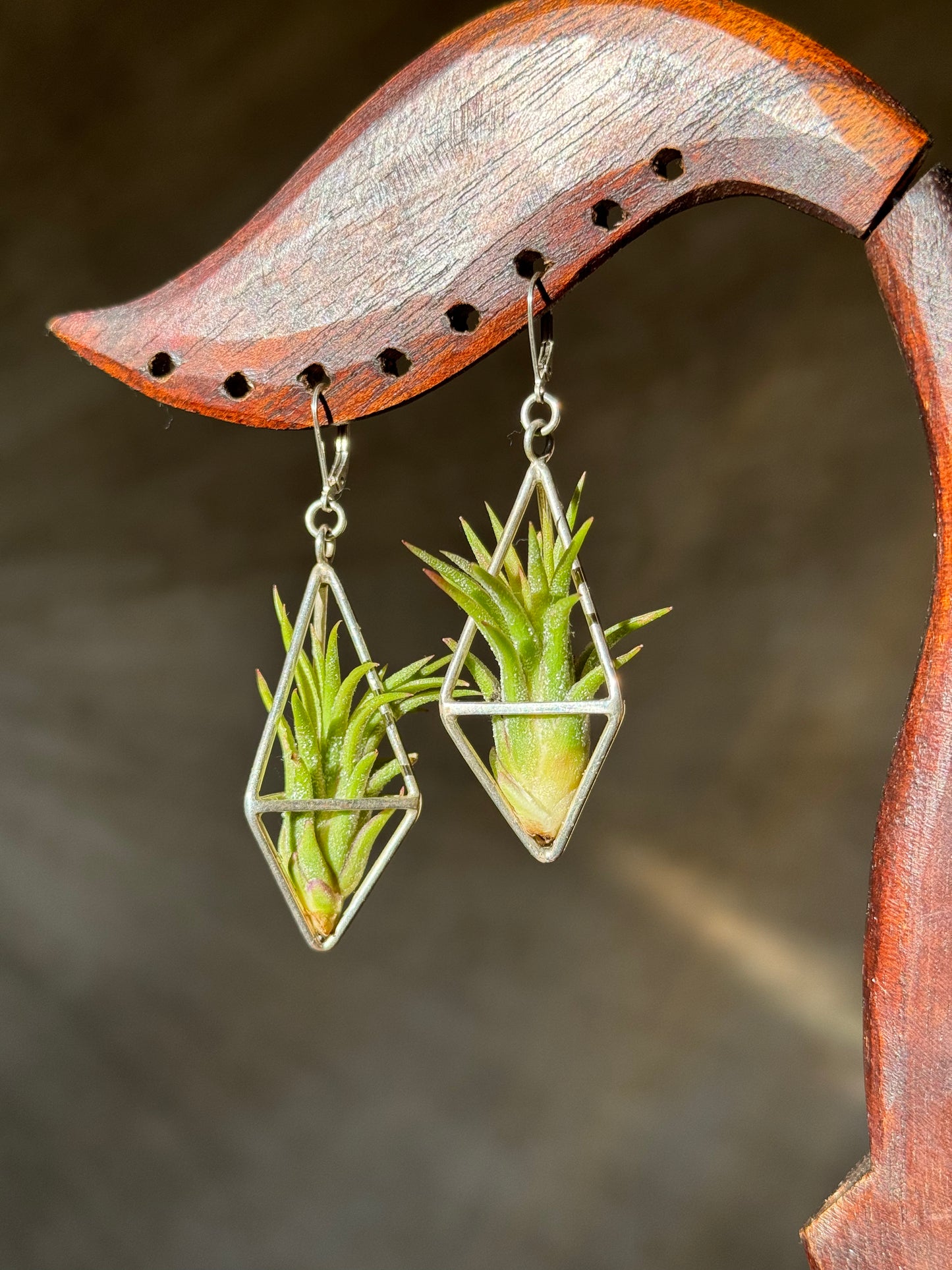 Sterling Silver Long Tetrahedron Air Plant Earrings ~ Minimalist Geometric Earrings