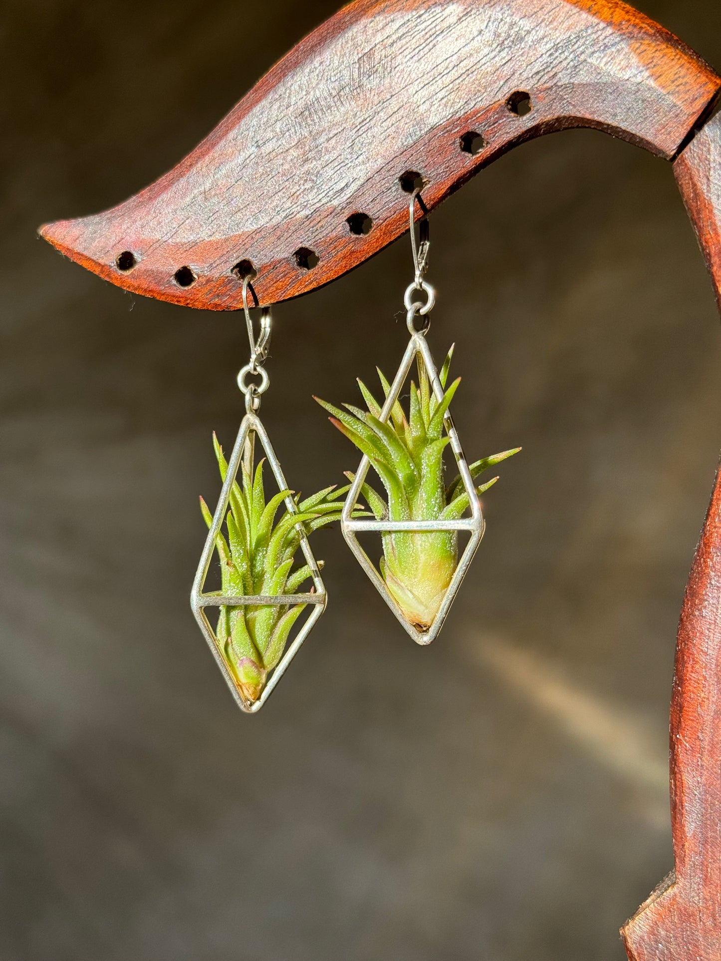 Sterling Silver Long Tetrahedron Air Plant Earrings ~ Minimalist Geometric Earrings