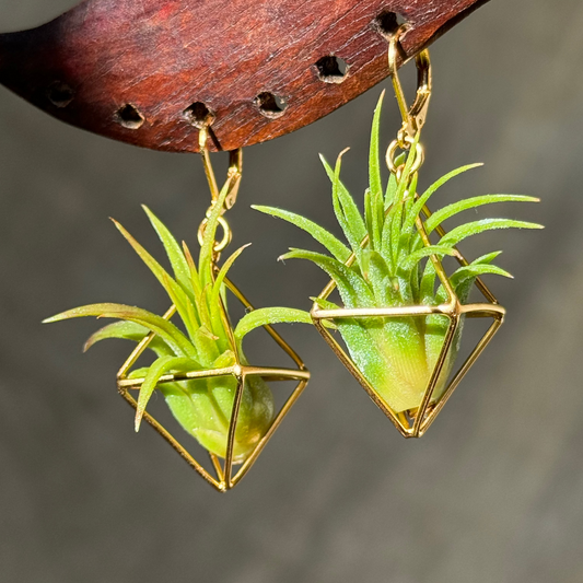 10 PAIRS CLASSIC AIR PLANT EARRINGS WHOLESALE PACKAGE x 50% DISCOUNT