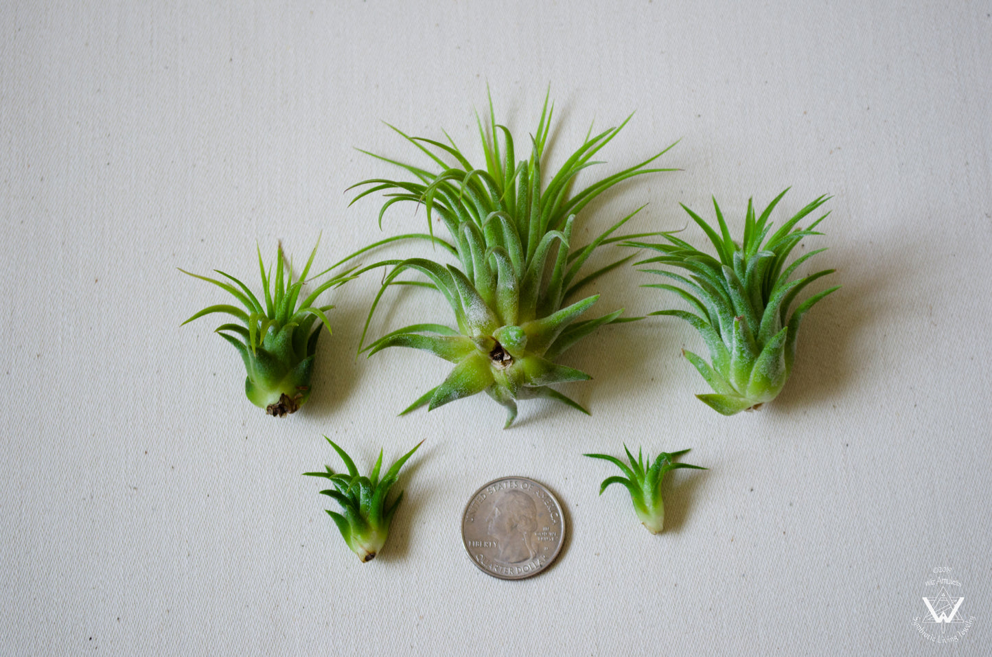 Air Plant Jewelry Replacement Plant (5 Sizes)