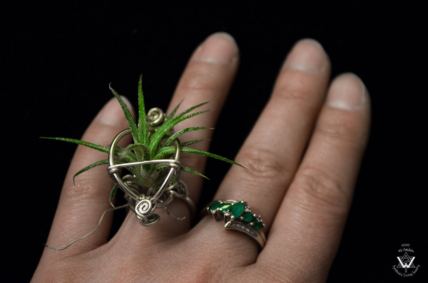 Air Plant Orb Terrarium Ring