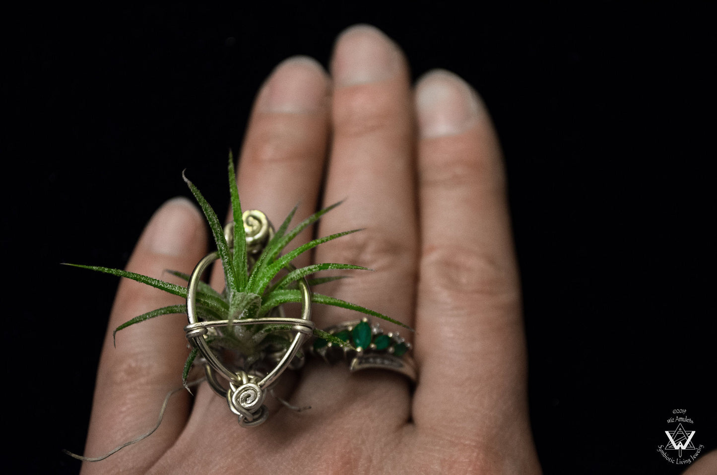 Air Plant Orb Terrarium Ring