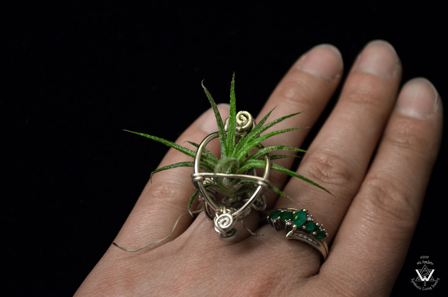 Air Plant Orb Terrarium Ring