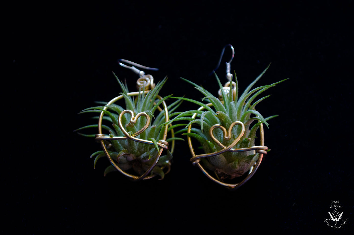 Heart Infinity Air Plant Orb Earrings ~ Heart and Infinity Wire Designs