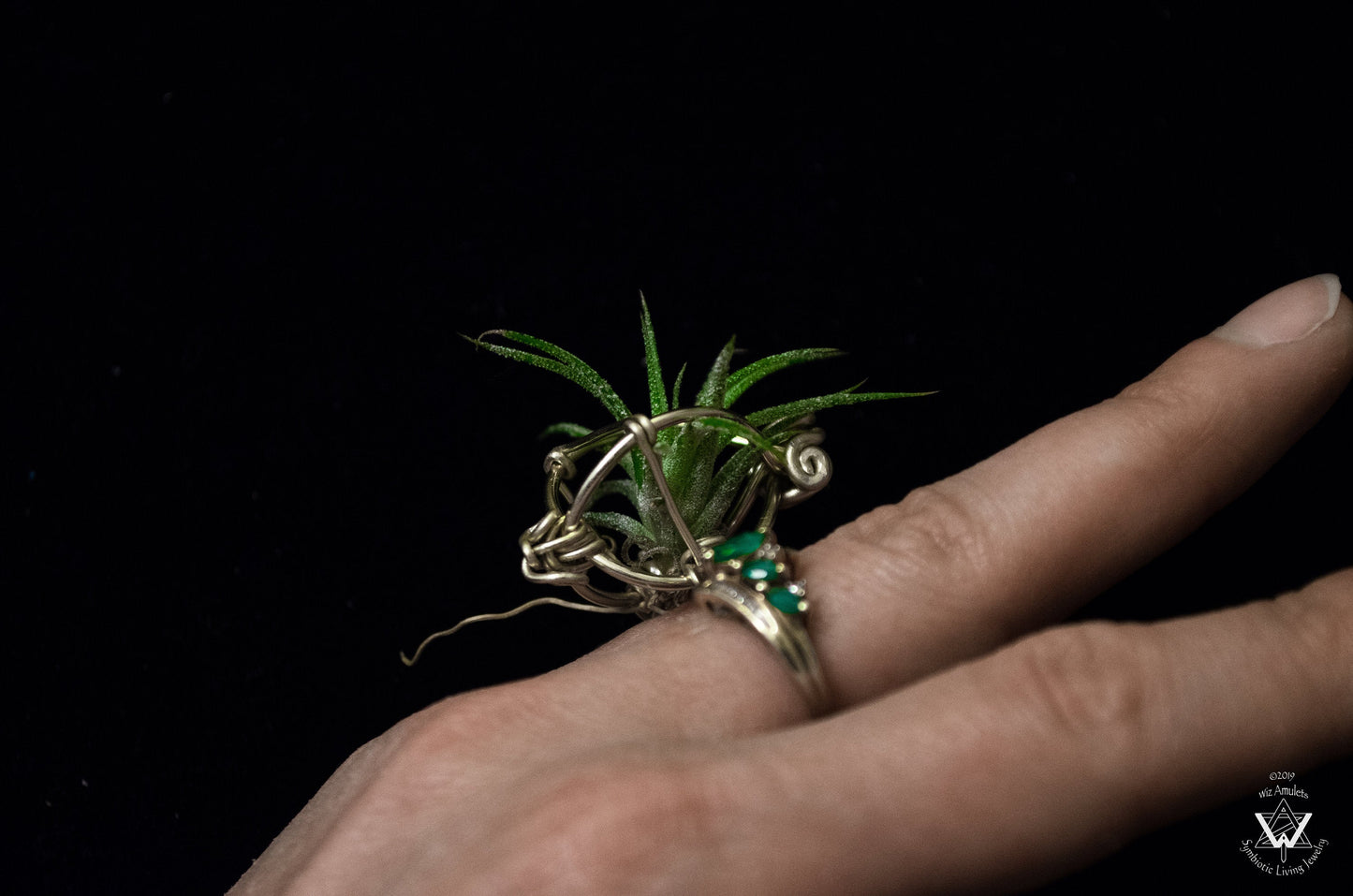 Air Plant Orb Terrarium Ring